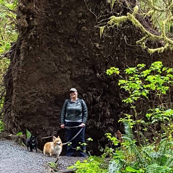 Oswald West State Park - Next to the piano shaped roots of huge fallen redwood! - Parks Near Me - Manzanita, Oregon Oswald West State Park - Next to the piano shaped roots of huge fallen redwood! - Parks Near Me - Manzanita, Oregon