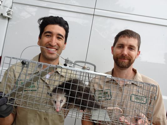 Wild Animal Pest Control Indianapolis