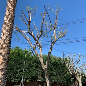 Tree Services Flores - Tree Services Near Me Tree Services Flores - Tree Services Near Me