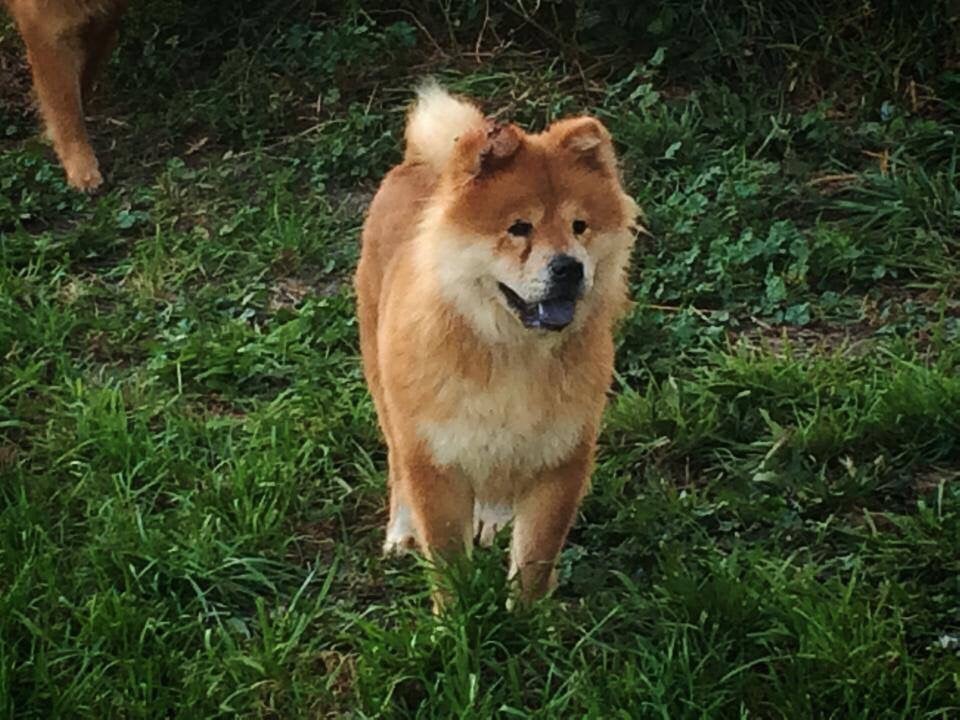 TRACYS ROYAL CHOW CHOWS Updated August 2024 N Cherry St, Van Wert