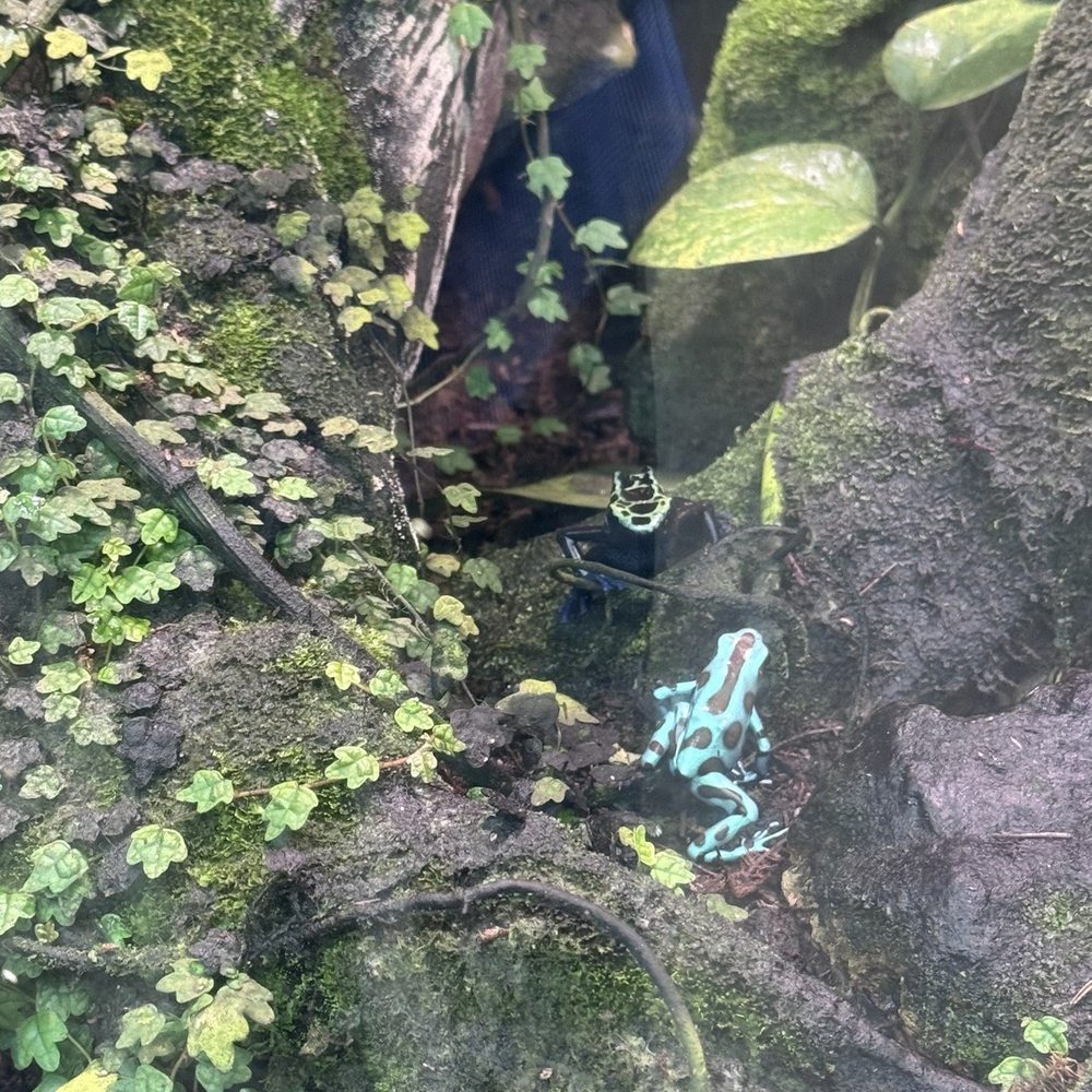 Audubon Aquarium - Frogs - Aquariums Near Me - New Orleans, Louisiana Audubon Aquarium - Frogs - Aquariums Near Me - New Orleans, Louisiana