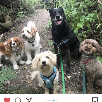 R Positive Dog Walking - R Positive dogs on a hike - Dog Walkers Near Me - Berkeley, California R Positive Dog Walking - R Positive dogs on a hike - Dog Walkers Near Me - Berkeley, California