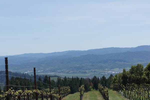 BobDog Wines by null