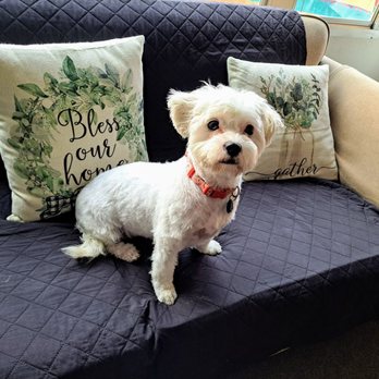 Wagging Tails Pet Grooming - Our little pound puppy - Pet Groomers Near Me - Glendora, California Wagging Tails Pet Grooming - Our little pound puppy - Pet Groomers Near Me - Glendora, California