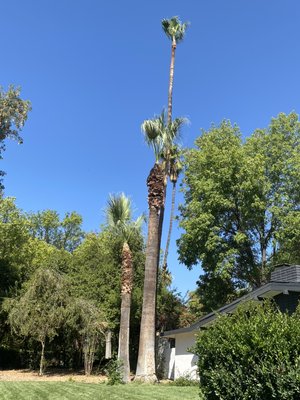 Wilmer’s Tree Service - Palm Tree Trimming - palm that is very full and the seeds fall on the roof of the house Wilmer’s Tree Service - Palm Tree Trimming - palm that is very full and the seeds fall on the roof of the house