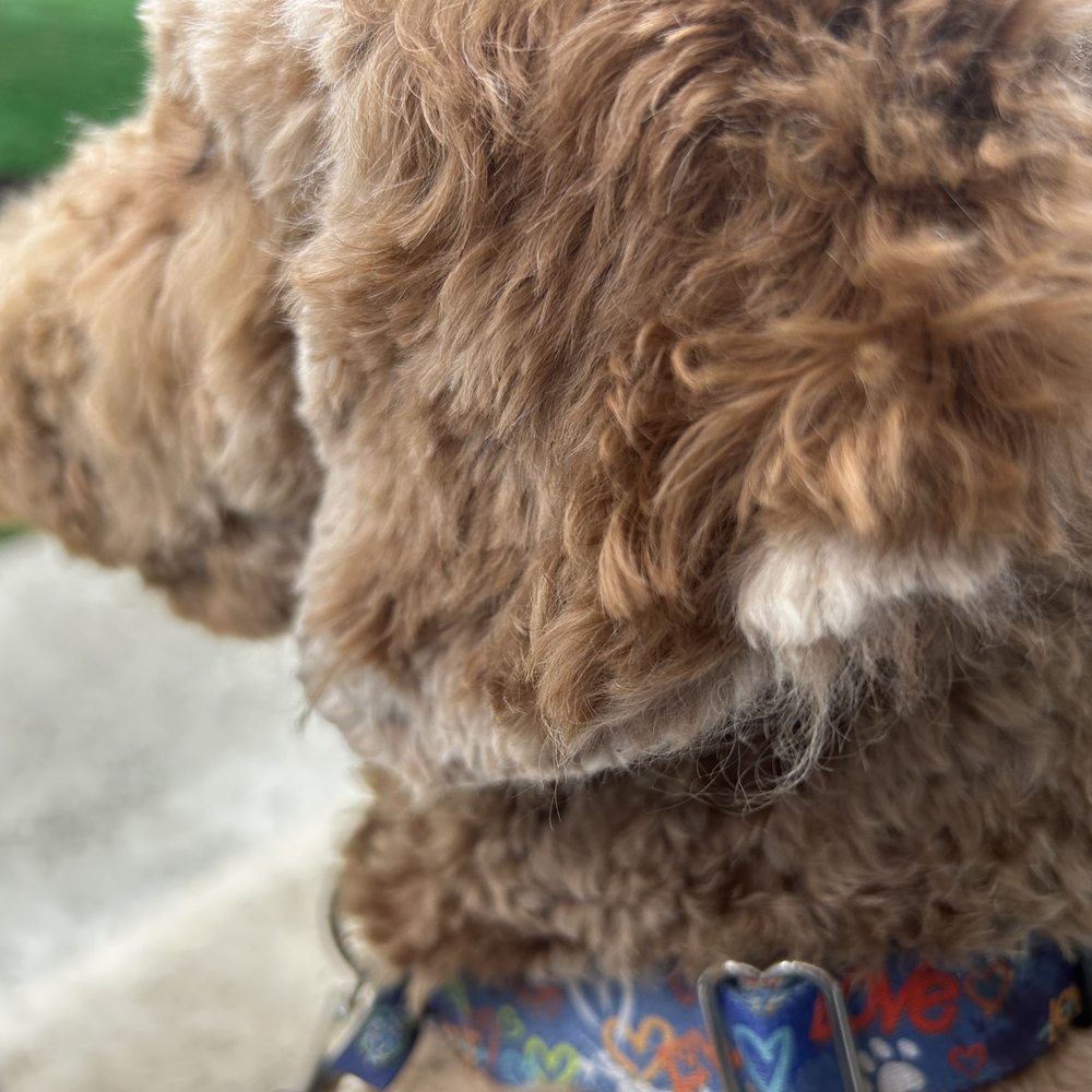 Paws & Effect - One angle which actually looks way worse in person. :-( - Pet Groomers Near Me - Westlake, Ohio Paws & Effect - One angle which actually looks way worse in person. :-( - Pet Groomers Near Me - Westlake, Ohio