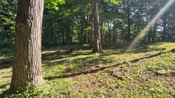 Edwards Tree Service on Yelp