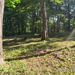 Edwards Tree Service - Trees removed