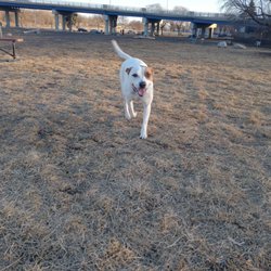 Bay View Dog Park - Sylvie