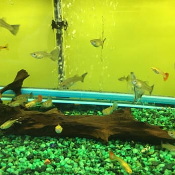 Bakersfield Aquatic Pets - Aquarium Services Near Me - Bakersfield, California Bakersfield Aquatic Pets - Aquarium Services Near Me - Bakersfield, California