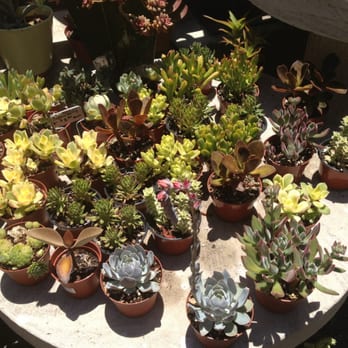 Garden Temple - Succulents $8.50 - Nurseries & Gardening Near Me - Studio City, California Garden Temple - Succulents $8.50 - Nurseries & Gardening Near Me - Studio City, California