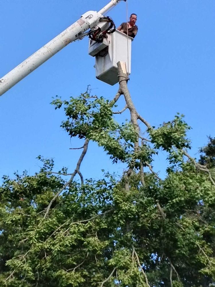 Matt Tree MATT’S TREE - Updated August 2025 - Highland City, Florida - Tree ...