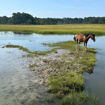 Salt Water Pony Tours - Boat Tours Near Me - Chincoteague, Virginia