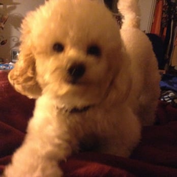 Jakes K9 Corner - One of our dogs, Flash the parti poodle. - Pet Groomers Near Me - Scottsdale, Arizona Jakes K9 Corner - One of our dogs, Flash the parti poodle. - Pet Groomers Near Me - Scottsdale, Arizona