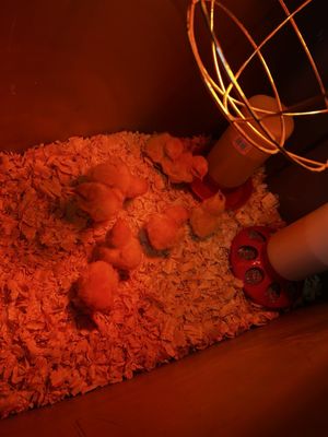 Cackle Hatchery® by null