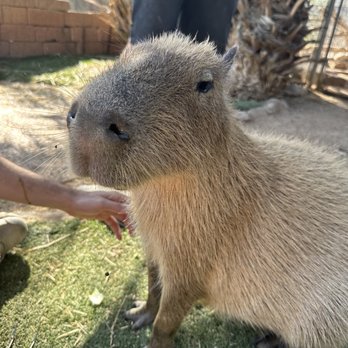 Phoenix Herpetological Society - Community Service/Non-Profit Near Me