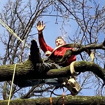 Blue Ox Tree Experts - Taking down large Tulip this morning in Rutherford - Tree Services Near Me Blue Ox Tree Experts - Taking down large Tulip this morning in Rutherford - Tree Services Near Me