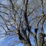Photo of Vazquez Tree Service