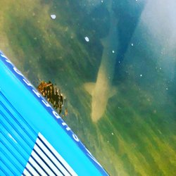 Lakes Area Paddle Sports - Sturgeon!