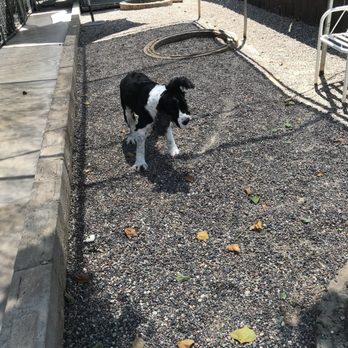 Greywood Kennels - Mandy pausing for a shake-out - Pet Sitting Near Me - Lakeside, California Greywood Kennels - Mandy pausing for a shake-out - Pet Sitting Near Me - Lakeside, California
