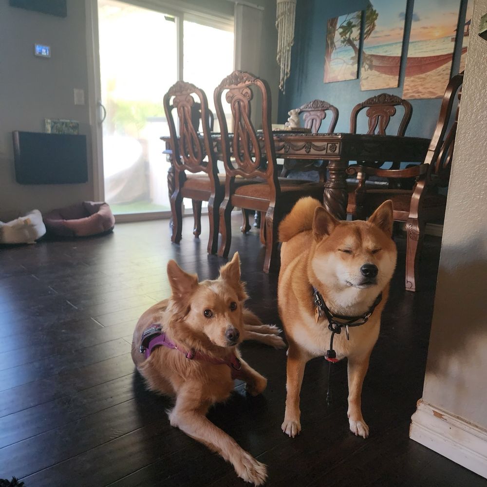 Animal Villa - Dogs - Pet Sitting Near Me - Anaheim Hills, California
