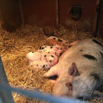 Goose Pond Farm's Mini Piggery - Farms Near Me - Glenmoore, Pennsylvania