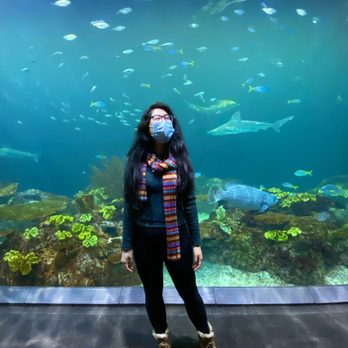 Shedd Aquarium - Downstairs exhibit - awesome for photos! - Aquariums Near Me - Chicago, Illinois