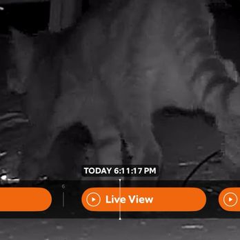 Absolute Animal Removal - Showing the cat that WE have found and filmed in attic with camera WE purchased. When AAC dealt with our case with no professionalism. - Wildlife Control Near Me Absolute Animal Removal - Showing the cat that WE have found and filmed in attic with camera WE purchased. When AAC dealt with our case with no professionalism. - Wildlife Control Near Me