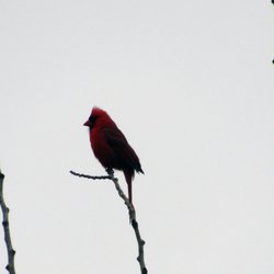 Sawmill Creek Park - A male cardinal proudly poses on a branch.