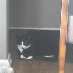 Bardens Animal Clinic - This is my boy right after we got home
