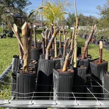 Twin Cedars Nursery - Nurseries & Gardening Near Me - Brooksville, Florida Twin Cedars Nursery - Nurseries & Gardening Near Me - Brooksville, Florida