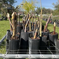 Twin Cedars Nursery