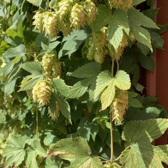 Becker Farms - Hops for the brew house! - Venues & Event Spaces Near Me - Gasport, New York Becker Farms - Hops for the brew house! - Venues & Event Spaces Near Me - Gasport, New York
