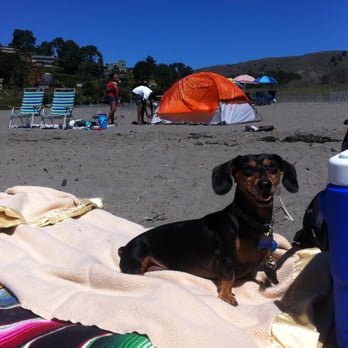 Muir Beach - Titus is a happy beach bum. - Parks Near Me - Muir Beach, California Muir Beach - Titus is a happy beach bum. - Parks Near Me - Muir Beach, California