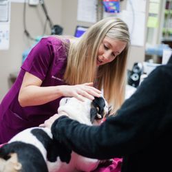 Animal Hospital