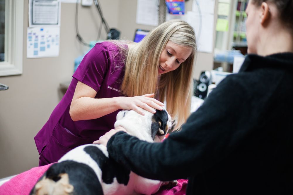 Animal Hospital - pet boarding facility in Mebane, NC