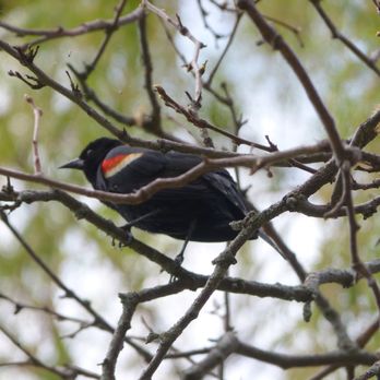 Len Ford Park - Red-winged blackbird - Parks Near Me - Etobicoke, Ontario Len Ford Park - Red-winged blackbird - Parks Near Me - Etobicoke, Ontario