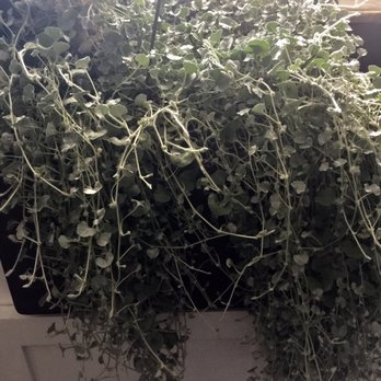 Plant Safari - Hanging plant Silver Falls. - Nurseries & Gardening Near Me - Upland, California Plant Safari - Hanging plant Silver Falls. - Nurseries & Gardening Near Me - Upland, California