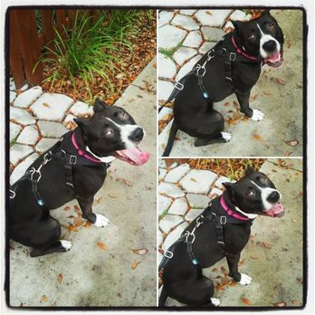 Taking Paws Pets & Dogs - Rosie Posie - Pet Sitting Near Me Taking Paws Pets & Dogs - Rosie Posie - Pet Sitting Near Me