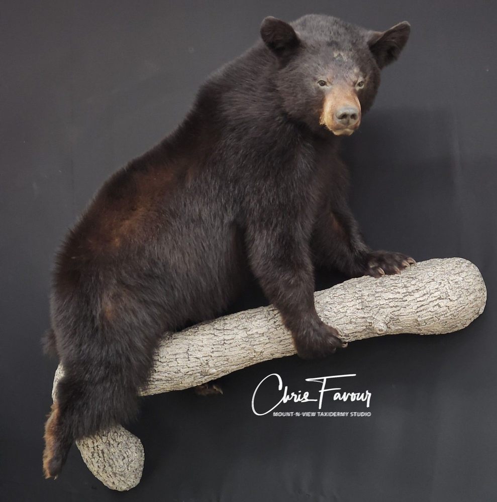 Mount-N-View Taxidermy - taxidermy in Tonto Basin, AZ