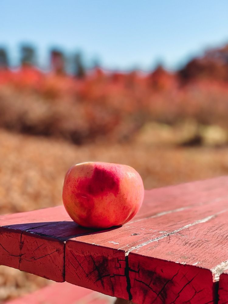 Green Mountain Orchards Logo
