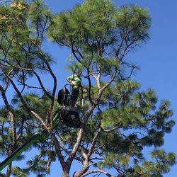 Advanced Tree & Landscaping - Jose cutting down limbs