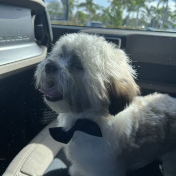 Uptown Dogs Pet Spa - Pet - Pet Groomers Near Me - Wellington, Florida