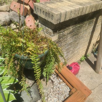 Flowerama - 2nd dead fern - Florists Near Me - Cleveland, Ohio Flowerama - 2nd dead fern - Florists Near Me - Cleveland, Ohio