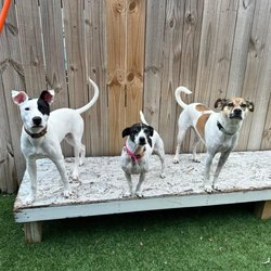 Happy Tails Resort