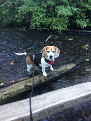 gateway pet cremation seattle