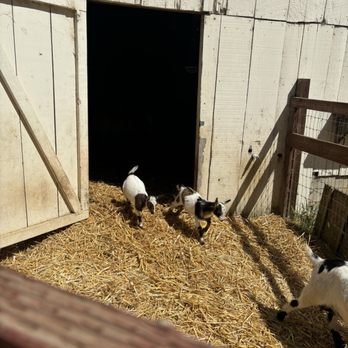 Rancho San Antonio Preserve - Goats - Parks Near Me - Los Altos, California Rancho San Antonio Preserve - Goats - Parks Near Me - Los Altos, California