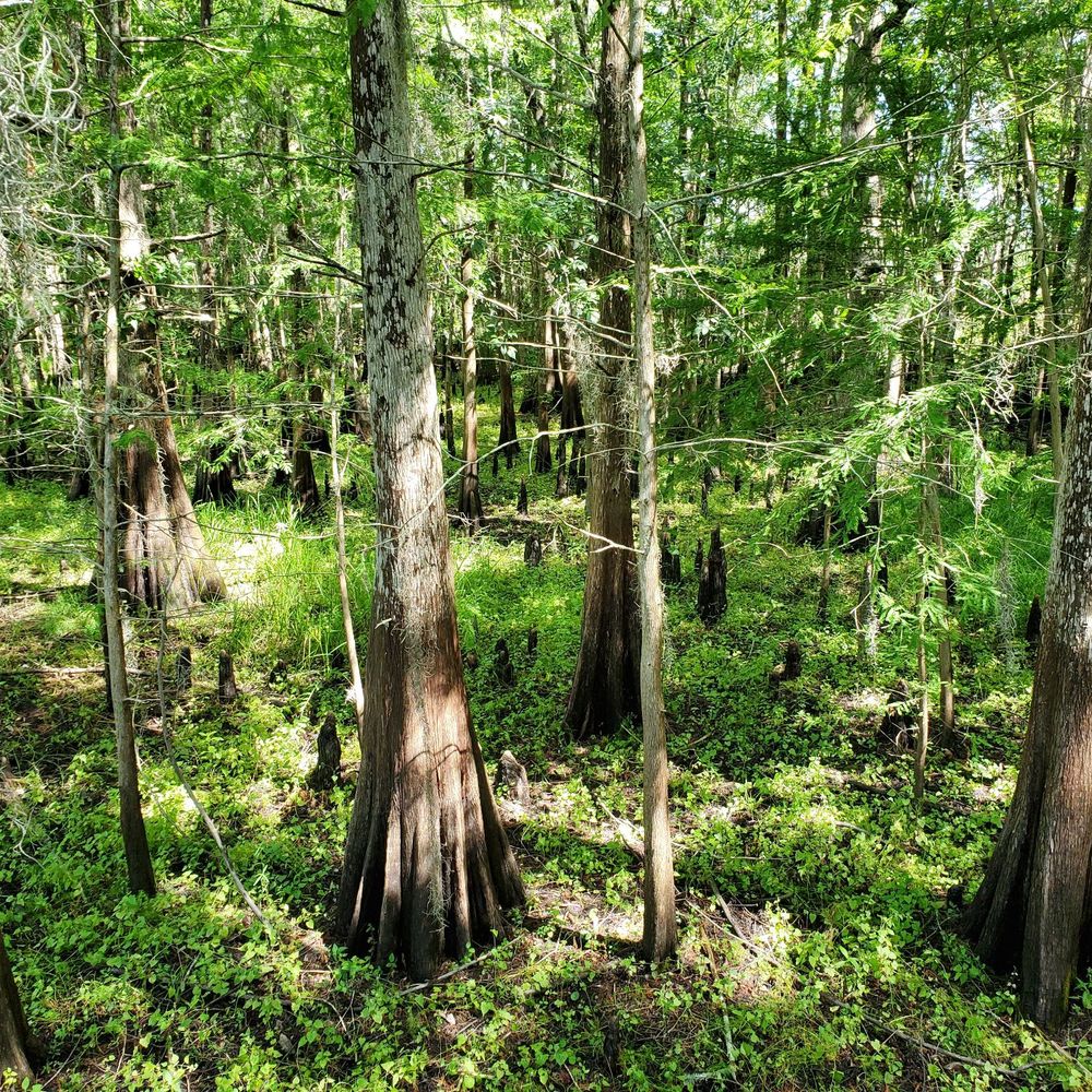 Black Bear Wilderness Area - Hiking Near Me - Sanford, Florida