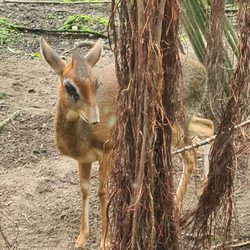 Gondwanaland
