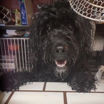 7F Dog Trainer - Pet Training Near Me - Las Vegas, Nevada